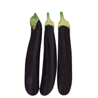 Brinjal Wifaq 800800