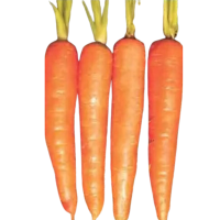 Carrot Durgesh Kuroda 800800