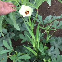 Okra Abu Aama 800800