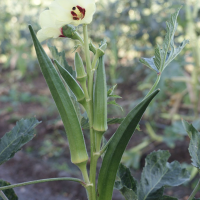 Okra Al Hindi 800800