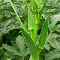 Okra-NIOK-1715 800800