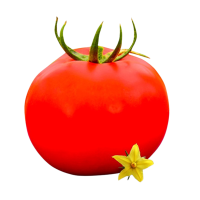 Tomato Nadia 800800