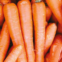 cenoura-organico-suprema 800800