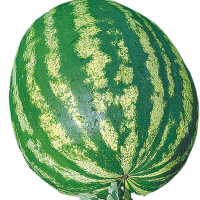 melancia-crimson-sweet 800800